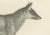 C.C. G. Zool., The Black Wolf and Grey Wolf, 1836, Lithograph For Sale - Image 3 of 11