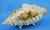 Ceramic Antique Shell-Shaped Porcelain Centrepiece from C.G Schierholz & Sohn Manufactory of Plaue, Germany, 1800s For Sale - Image 7 of 18