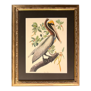 1960s Audubon Folio Print, Brown Pelican After Audubon in Double Giltwood Fluted Frame with Linen Mat