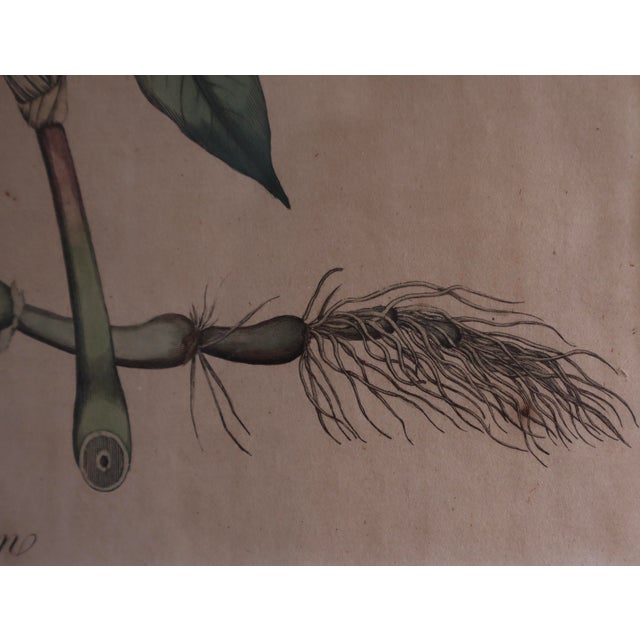 Framed Vintage Botanical Prints For Sale In San Francisco - Image 6 of 10