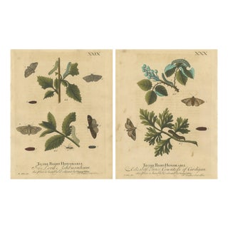 Albin, Moths & Caterpillars on Woodland Plants, Hand-Colored Prints, Set of 2 For Sale