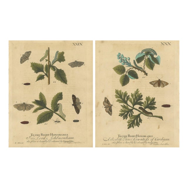 Albin, Moths & Caterpillars on Woodland Plants, Hand-Colored Prints, Set of 2 For Sale