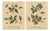 Albin, Moths & Caterpillars on Woodland Plants, Hand-Colored Prints, Set of 2 For Sale