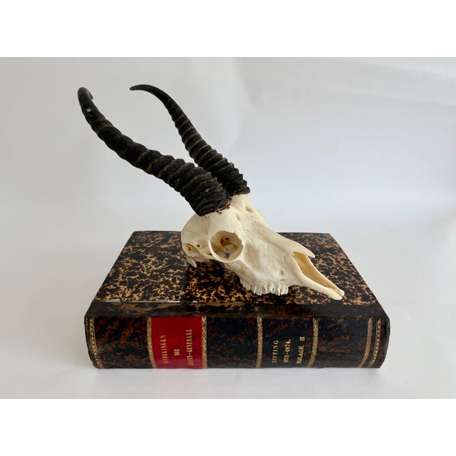 Professionally taxidermied Springbok skull with the prominent black lyre-shaped horns. Incorporate into a gallery wall or...