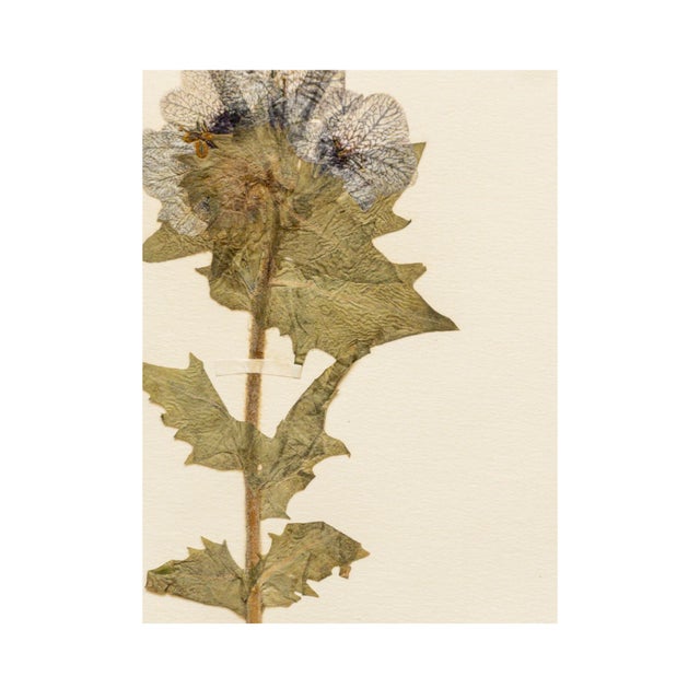 Rustic European Antique Swedish Herbarium - Black Henbane, Circa 1911 For Sale - Image 3 of 5