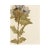 Rustic European Antique Swedish Herbarium - Black Henbane, Circa 1911 For Sale - Image 3 of 5