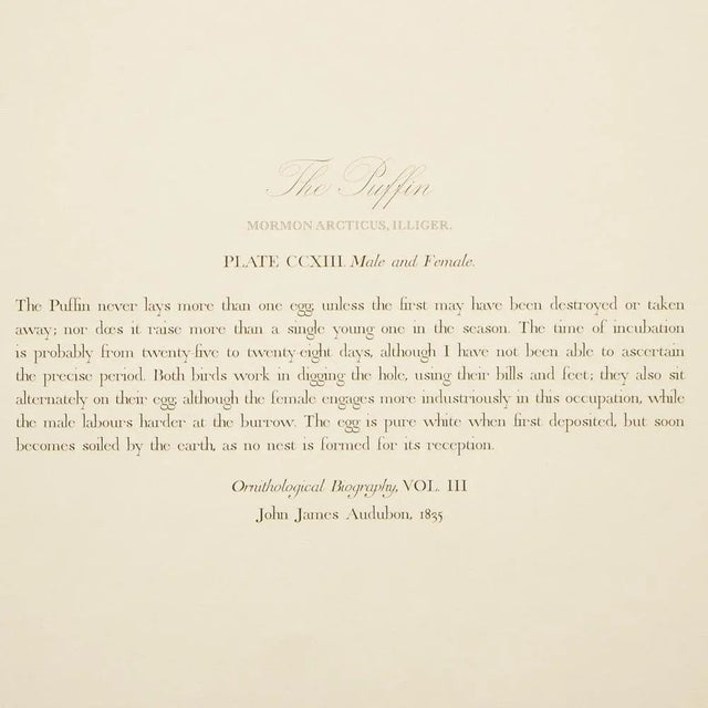 1990s Puffin After Audubon, Large Cottage or Chinoiserie Style Print For Sale - Image 10 of 12