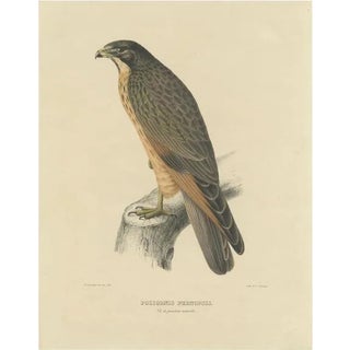 Severeyns, The Grasshopper Buzzard, 1850, Print For Sale