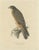 Severeyns, The Grasshopper Buzzard, 1850, Print For Sale