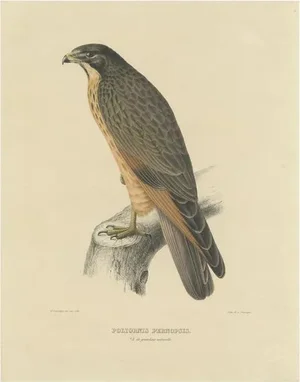 Severeyns, The Grasshopper Buzzard, 1850, Print