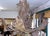 1990s Extremely Large Baronial Hunting Lodge Style Moose Antler Horn Chandelier For Sale - Image 4 of 11