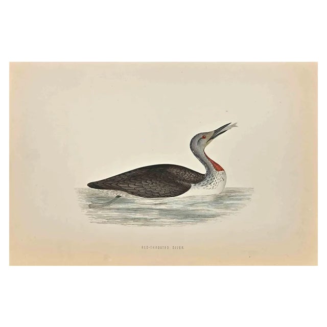 Alexander Francis Lydon, Red-Throated Diver, Woodcut Print, 1870 For Sale