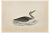 Alexander Francis Lydon, Red-Throated Diver, Woodcut Print, 1870 For Sale