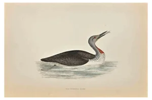 Alexander Francis Lydon, Red-Throated Diver, Woodcut Print, 1870