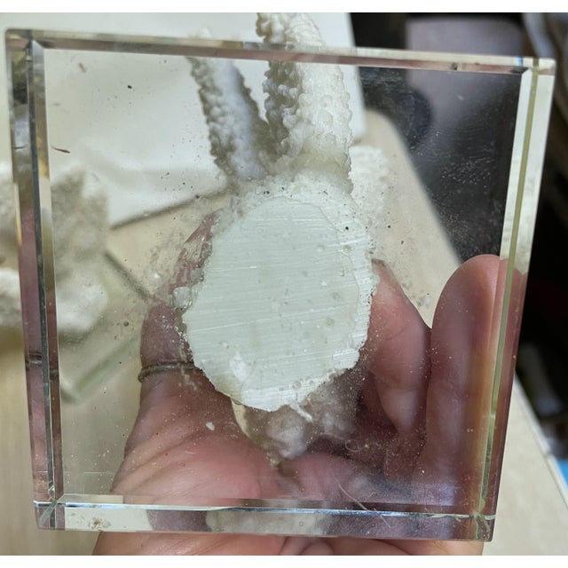 Pair Faux Coral White Thick Finger Mounted on Glass Decorative Objects For Sale - Image 11 of 12