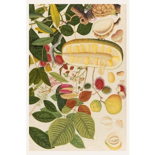 Asian Tropical Fruit Botanical Plate 1, Giclée Art Print, 24" X 36" For Sale