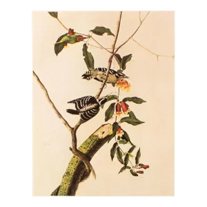 1966 Vintage Farmhouse Cottage Print "Downy Woodpecker" After John James Audubon
