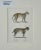 Lynx & Caracal Cats Original Hand Colored Lithograph by Schinz, 1824 For Sale