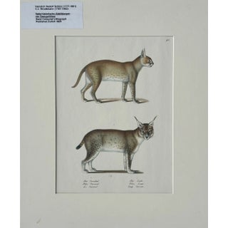 Lynx & Caracal Cats Original Hand Colored Lithograph by Schinz, 1824 (Unframed) For Sale