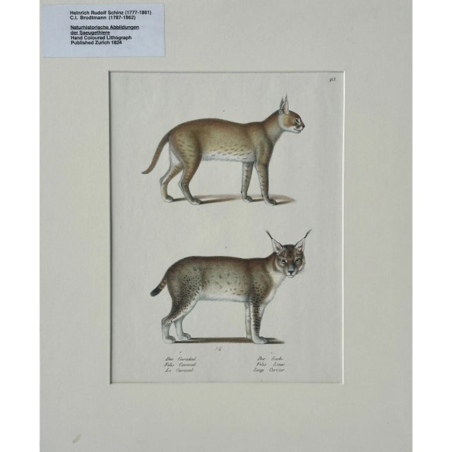 Lynx & Caracal Cats Original Hand Colored Lithograph by Schinz, 1824 (Unframed) For Sale