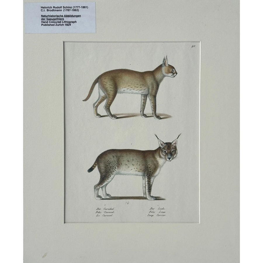 信州まなぶ ポスター Caracal Artwork 信州まなぶ ポスター Caracal Artwork - メルカリ