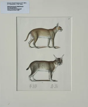 Lynx & Caracal Cats Original Hand Colored Lithograph by Schinz, 1824 (Unframed)