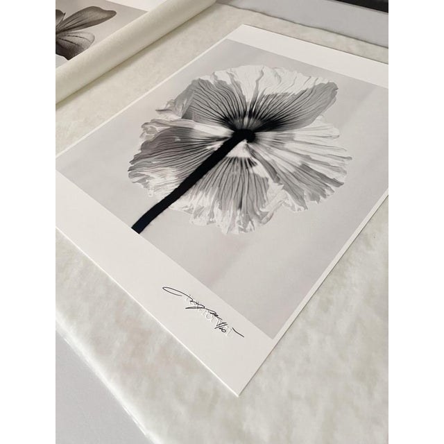 Early 21st Century Ugne Pouwell, Poppy No.11, 2025, Black and White Floral Photography, Limited Edition of 2/20 For Sale - Image 5 of 8