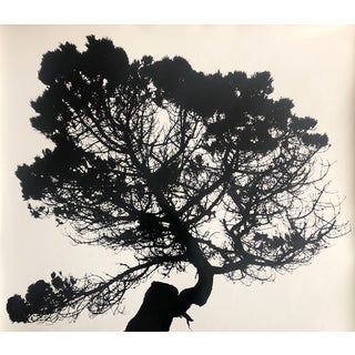 Tree in Silhouette by Garo 1970s For Sale