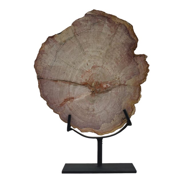 Petrified Wood Slab or Slice on Iron Display Stand Chairish