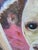 Original Dog Portrait Pastel For Sale - Image 13 of 15