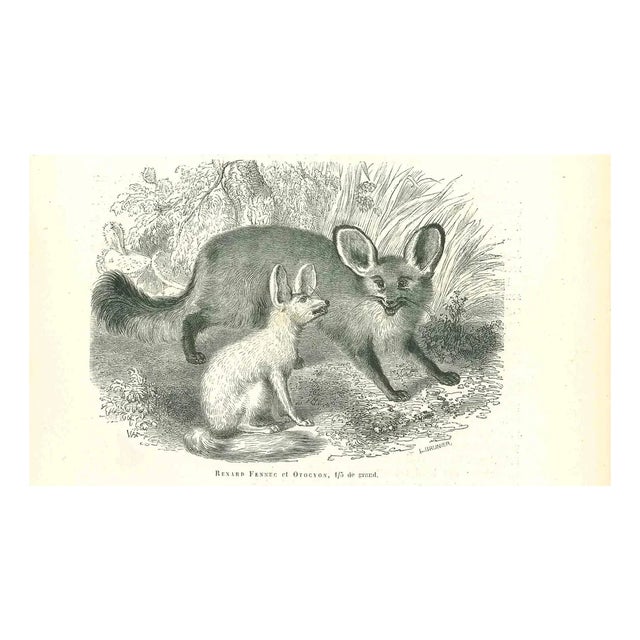 Paul Gervais, Fennec Fox, 1854, Lithograph For Sale