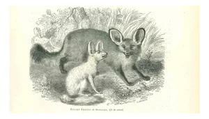 Paul Gervais, Fennec Fox, 1854, Lithograph