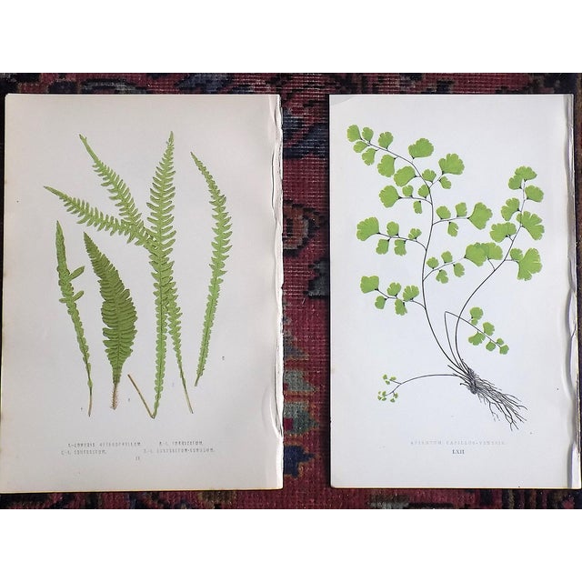 Antique 19th Century Botanical Fern Wood Engravings - Set of 9 For Sale - Image 4 of 7