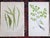 Antique 19th Century Botanical Fern Wood Engravings - Set of 9 For Sale - Image 4 of 7