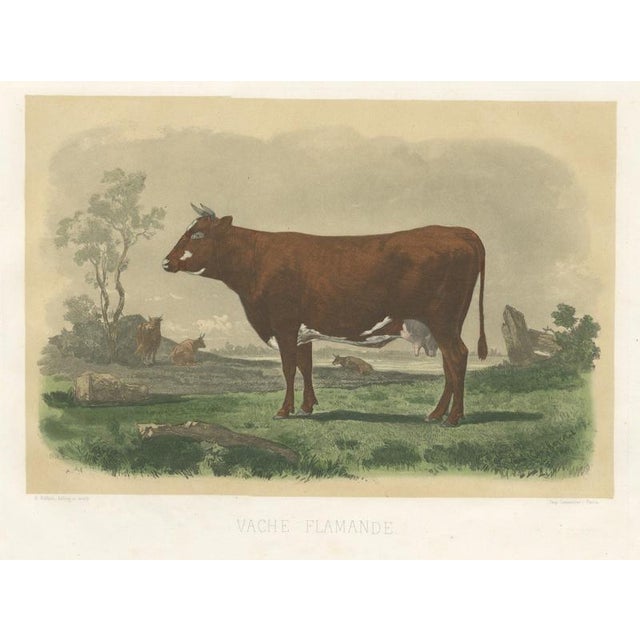 Unknown, Flemish Cow, 1873, Paper For Sale - Image 12 of 12