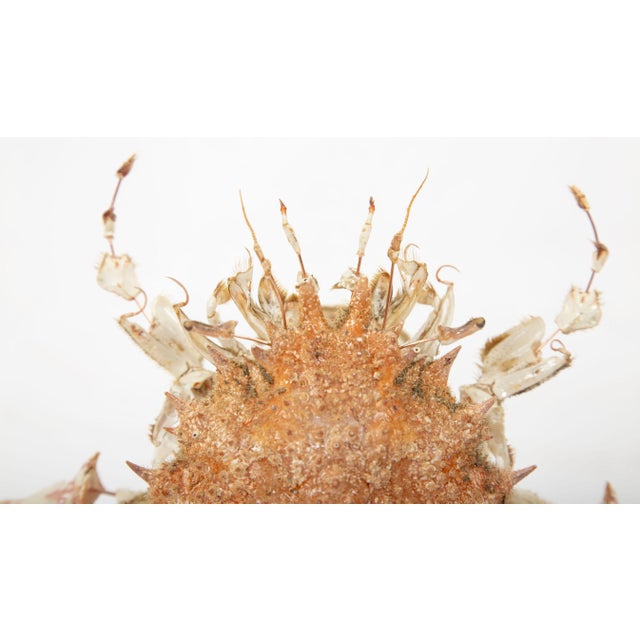 Deconstructed Spiny Spider Crab (Maja Brachydactyla) Specimen Under Custom Glass Case: Maja brachydactyla belongs to the...