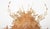 Deconstructed Spiny Spider Crab (Maja Brachydactyla) Specimen Under Custom Glass Case: Maja brachydactyla belongs to the...