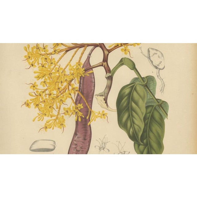 Berthe Hoola van Nooten, Yellow Saraca, 1880, Chromolithograph For Sale - Image 6 of 9