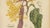 Berthe Hoola van Nooten, Yellow Saraca, 1880, Chromolithograph For Sale - Image 6 of 9