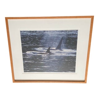1990s Art Wolfe Signed Limited Edition 14/250 Photo Orcas Sierra Club Oak Wood Frame For Sale