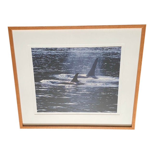 1990s Art Wolfe Signed Limited Edition 14/250 Photo Orcas Sierra Club Oak Wood Frame For Sale