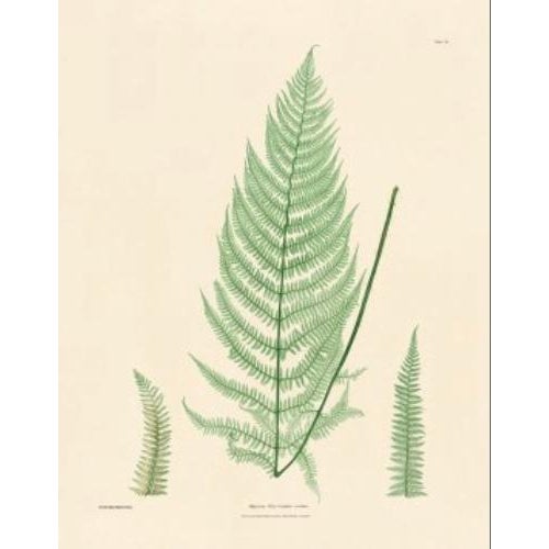 Illustration Botanical Ferns by Henry Bradbury- Plates 10-18 - Set of 9 For Sale - Image 3 of 10