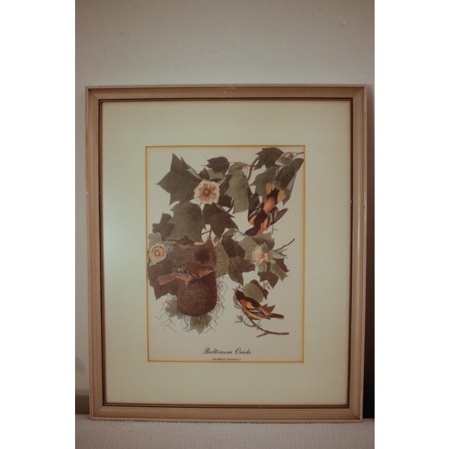 1950s Pair of Original Mid-Century Avian Art Lithographic Prints Styled After Audubon, Framed For Sale - Image 5 of 17