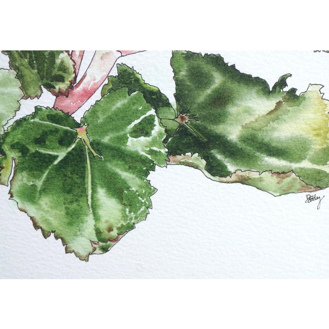 1980s Red Begonia - Botanical Study by Deborah Eddy For Sale - Image 5 of 5