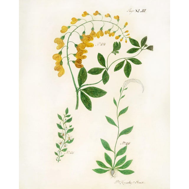 Not Yet Made - Made To Order English Botanical Set of Reproduction Prints With Yellow Flowers For Sale - Image 5 of 7