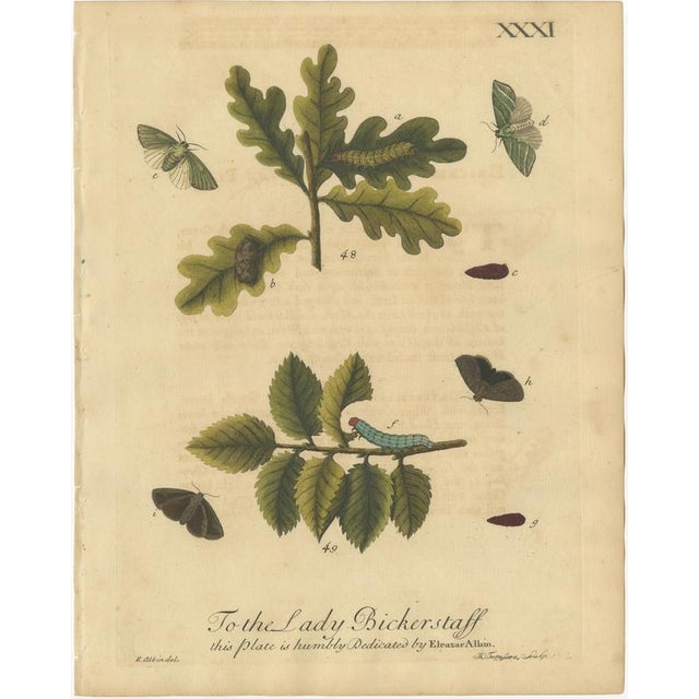 Title: Antique English Moths and Caterpillars on Oak and Fern – Albin Entomology 1720 : This set of two original hand-...