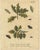 Title: Antique English Moths and Caterpillars on Oak and Fern – Albin Entomology 1720 : This set of two original hand-...