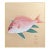 "Red Snapper", Heisei Era Japanese Watercolor Painting For Sale
