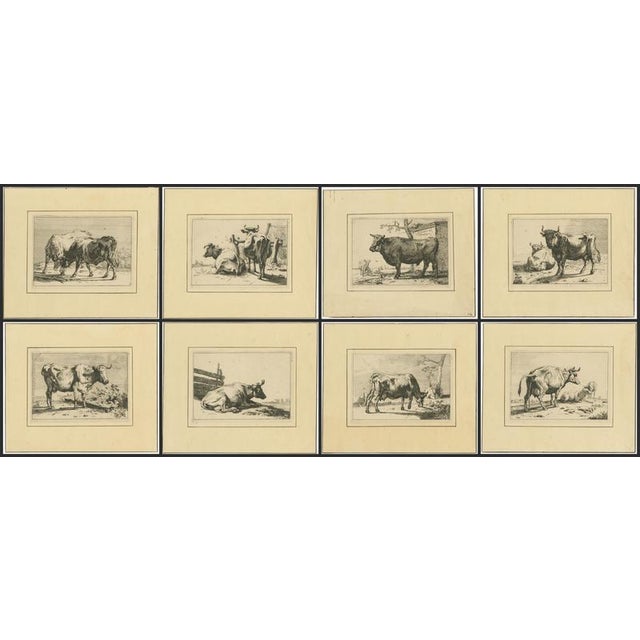 Dutch golden age cattle etchings – after paulus potter, blooteling set of 8 a rare complete set of eight etched cattle...