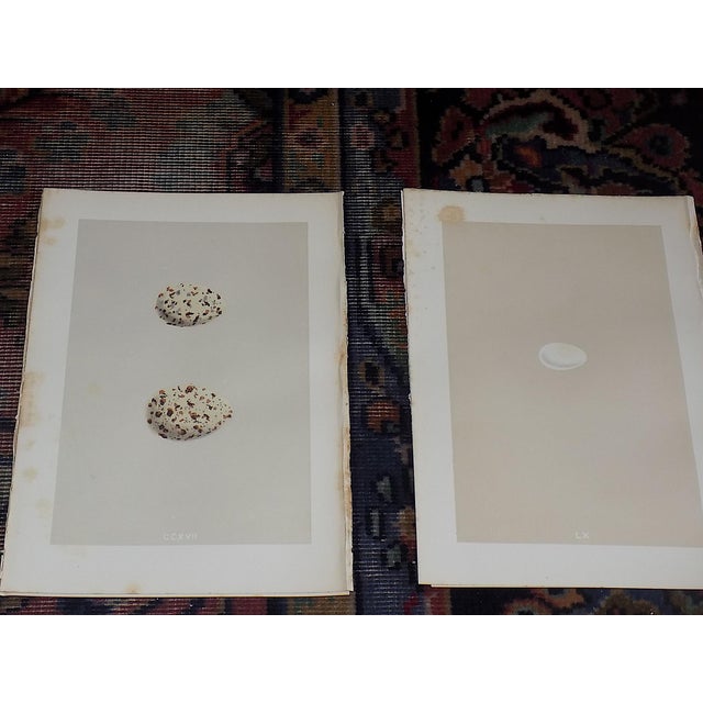 Realism Antique 19th Century Hand Colored Egg Lithographs - Set of 12 For Sale - Image 3 of 9